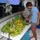 60- Quatre regimes de bananes 